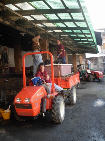 Vendemmia